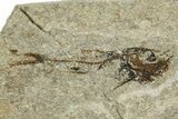Oligocene Fossil Deep-Sea Hatchetfish (Polyipnus) - Poland #374282-1
